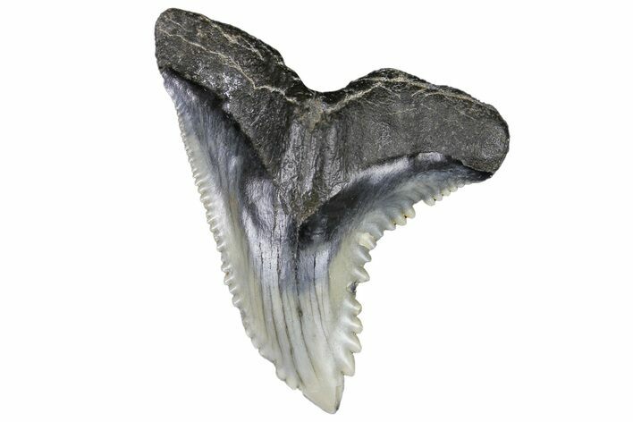Serrated, Fossil Shark (Hemipristis) Tooth #178560